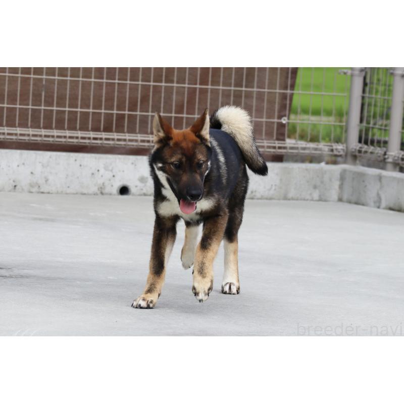 販売中の愛媛県の四国犬-401901の6枚目