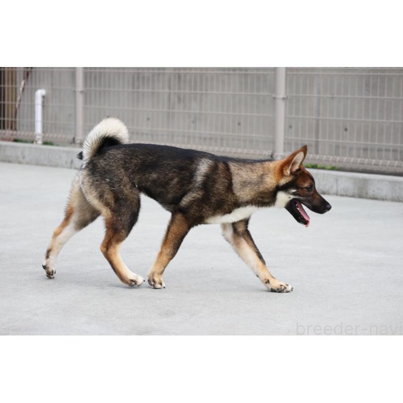 販売中の愛媛県の四国犬-401901の5枚目