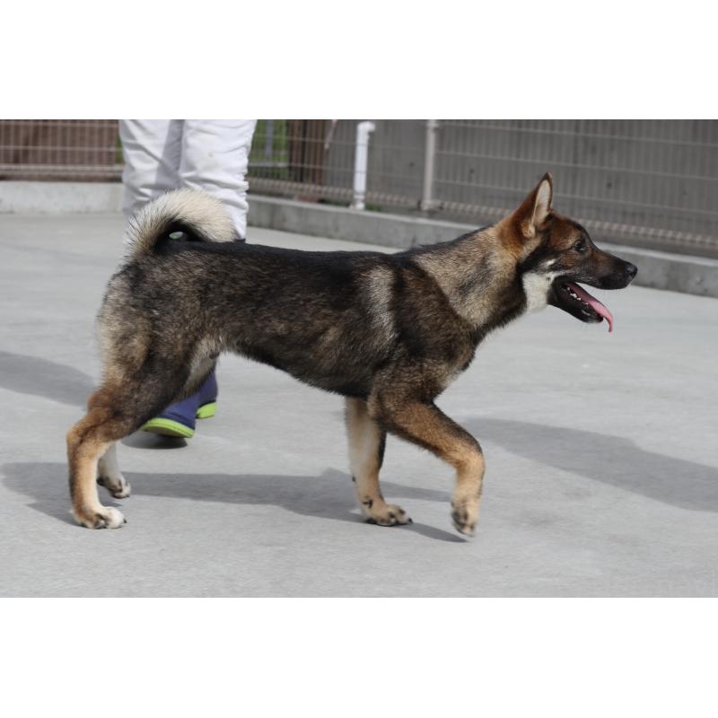 販売中の愛媛県の四国犬-401901の4枚目