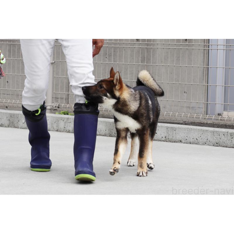 販売中の愛媛県の四国犬-401901の2枚目