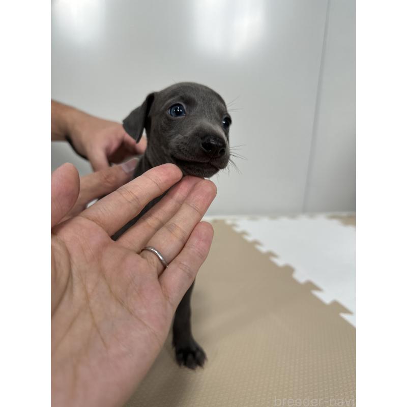 成約済の佐賀県のイタリアングレーハウンド(イタグレ)-395557の2枚目