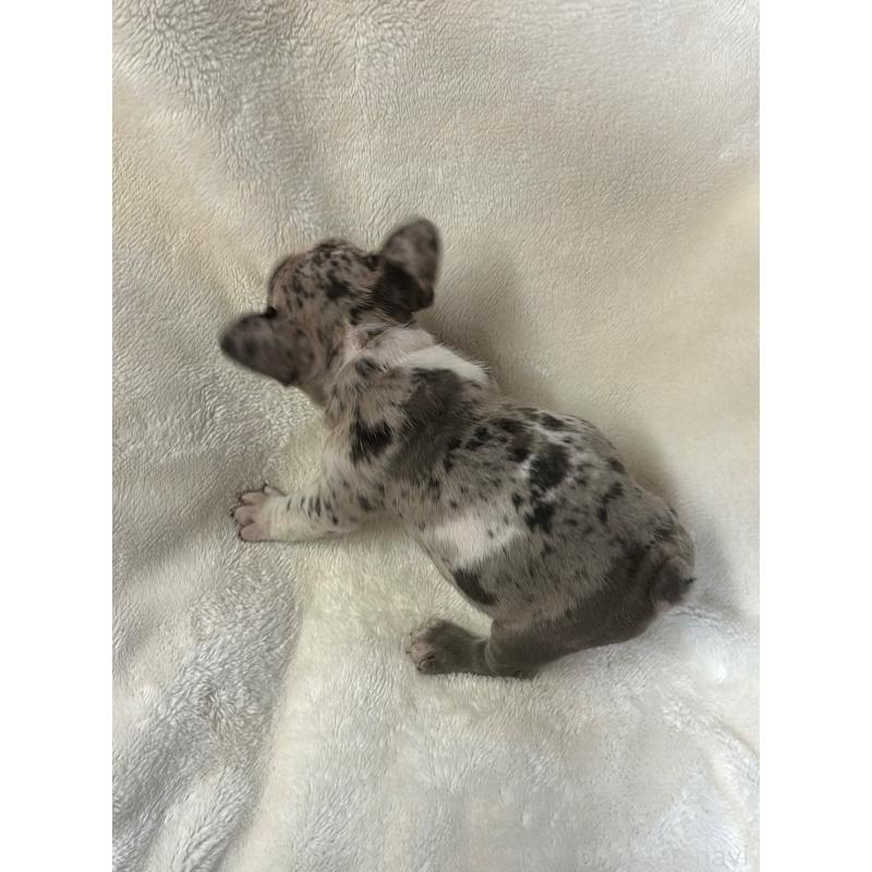 販売中の山口県のフレンチブルドッグ-401910の2枚目