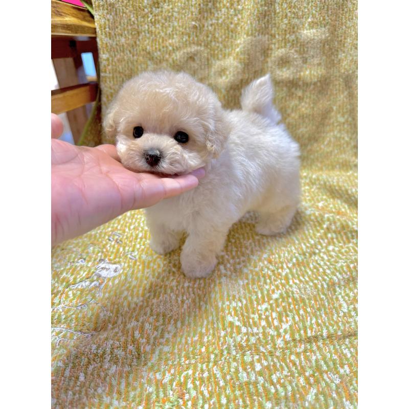 販売中の山形県のミックス犬-401924の5枚目