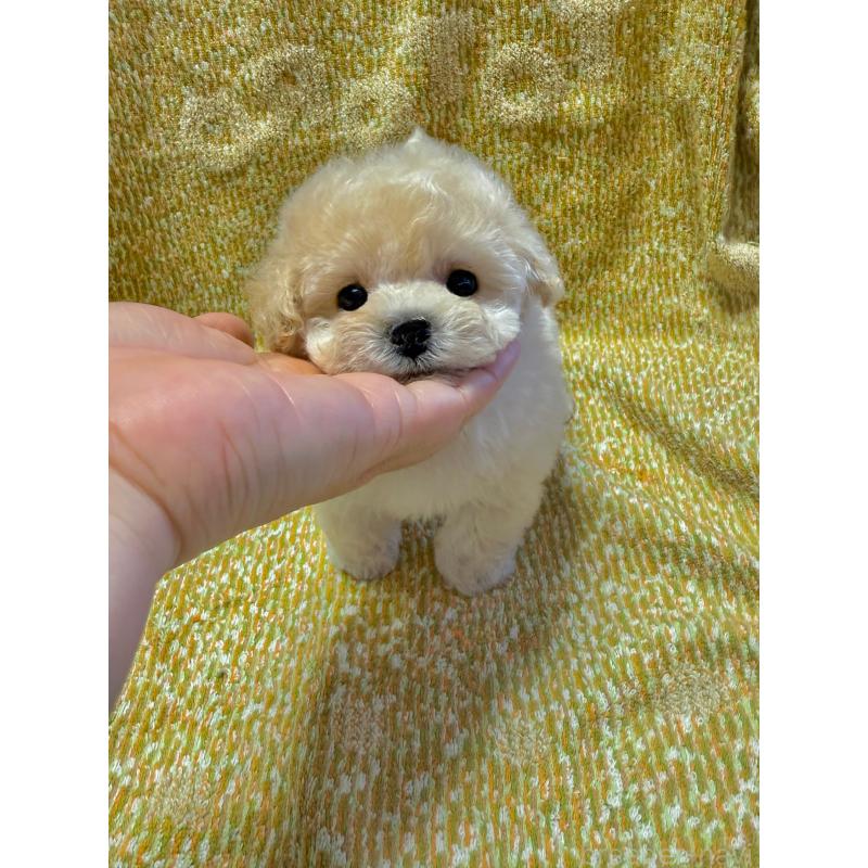 販売中の山形県のミックス犬-401924の4枚目