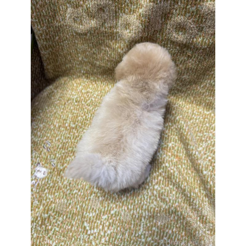 販売中の山形県のミックス犬-401924の3枚目