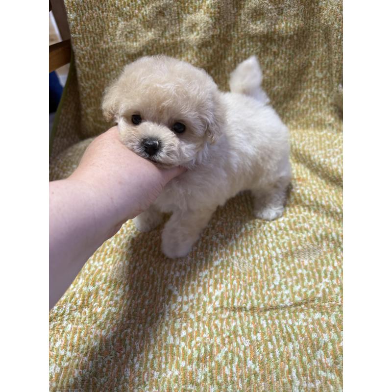 販売中の山形県のミックス犬-401924の2枚目