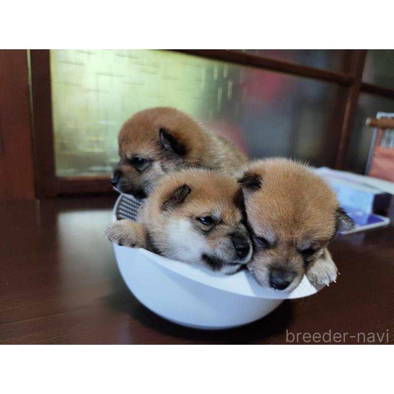 販売中の熊本県の豆柴-398315の6枚目