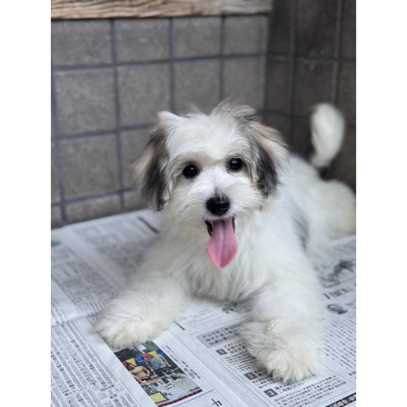 販売中の大分県のミックス犬-401926の2枚目