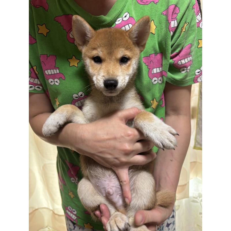 販売中の香川県の豆柴-392573