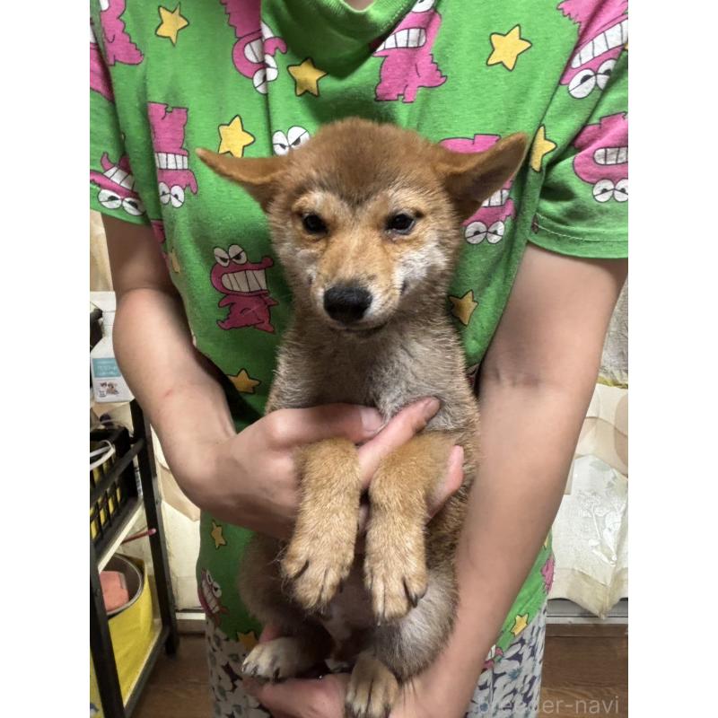 販売中の香川県の柴犬-401935