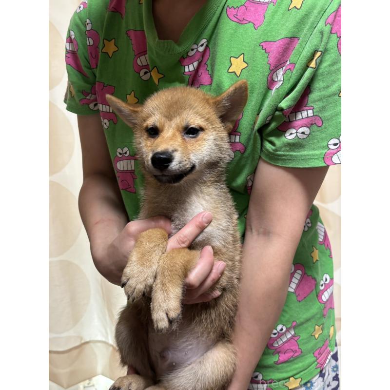 販売中の香川県の柴犬-401937の1枚目