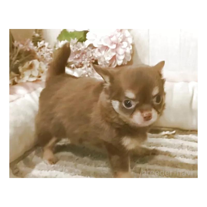 成約済の愛知県のチワワ(ロングコート)-395808の8枚目