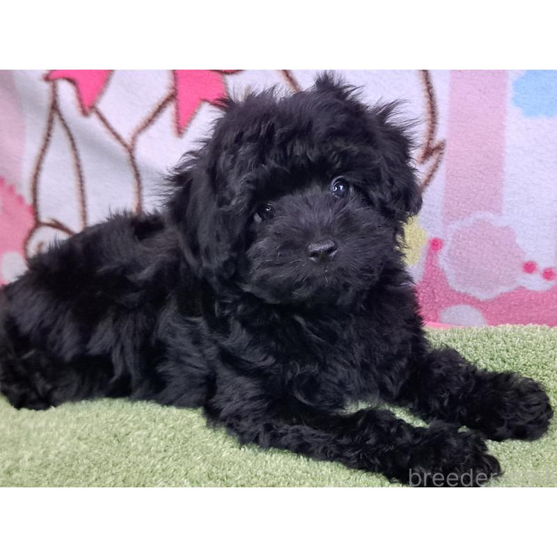販売中の愛知県のミックス犬-389805の6枚目