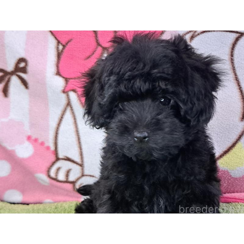 販売中の愛知県のミックス犬-389805の5枚目