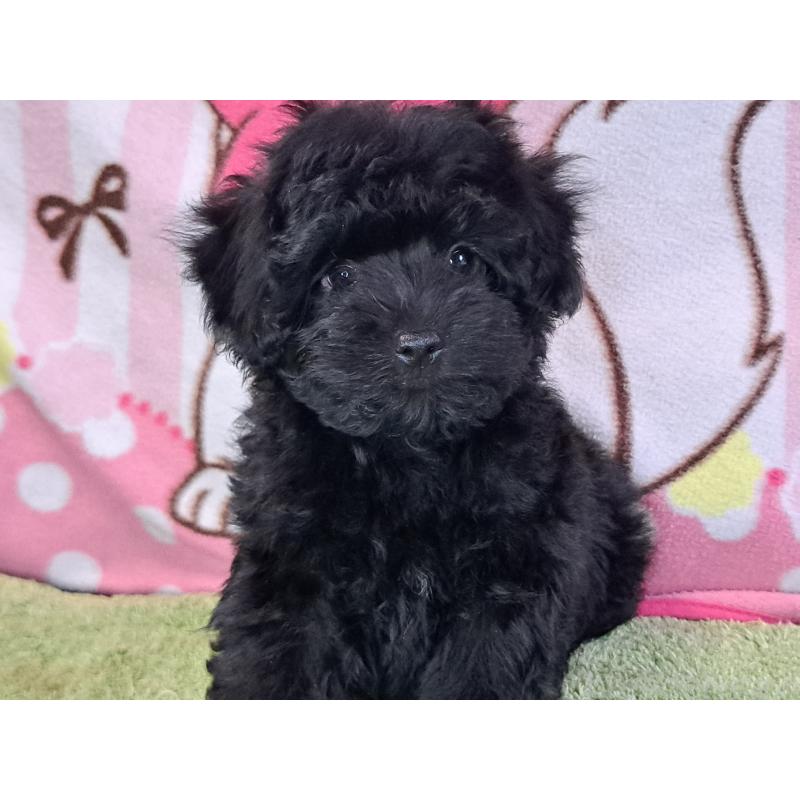 販売中の愛知県のミックス犬-389805の4枚目