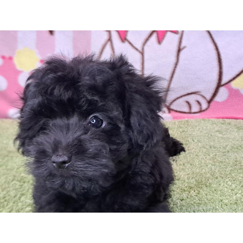 販売中の愛知県のミックス犬-389805の3枚目