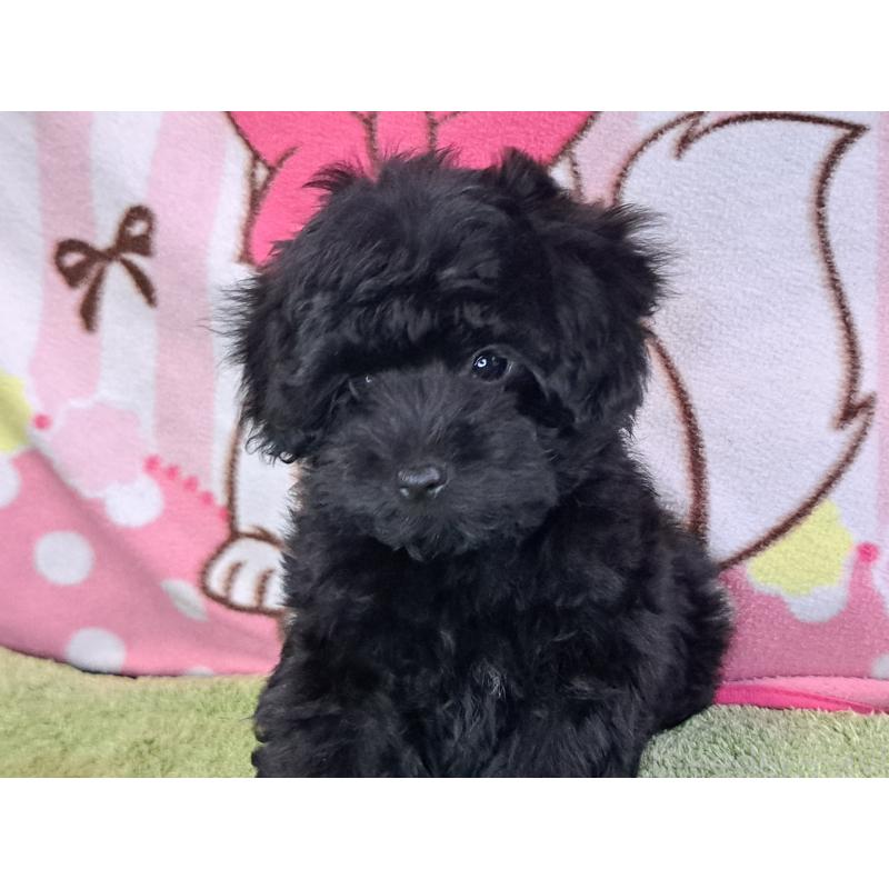 販売中の愛知県のミックス犬-389805の2枚目