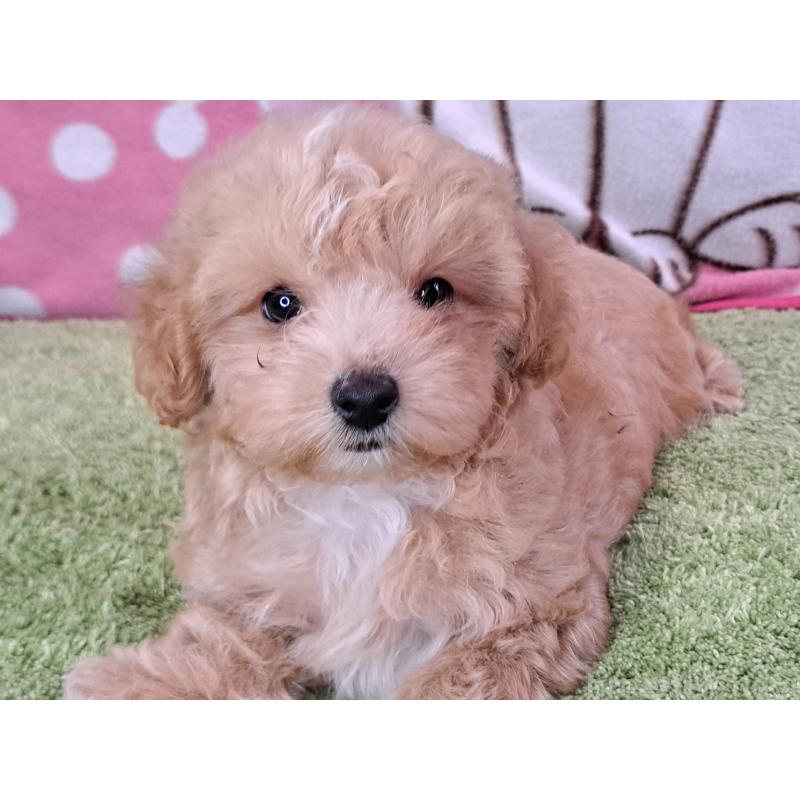 販売中の愛知県のマルプー:マルチーズ×トイプードル-395869
