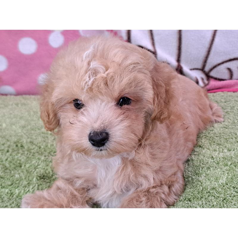 販売中の愛知県のマルプー:マルチーズ×トイプードル-395869の14枚目