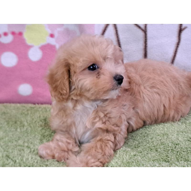販売中の愛知県のマルプー:マルチーズ×トイプードル-395869の13枚目