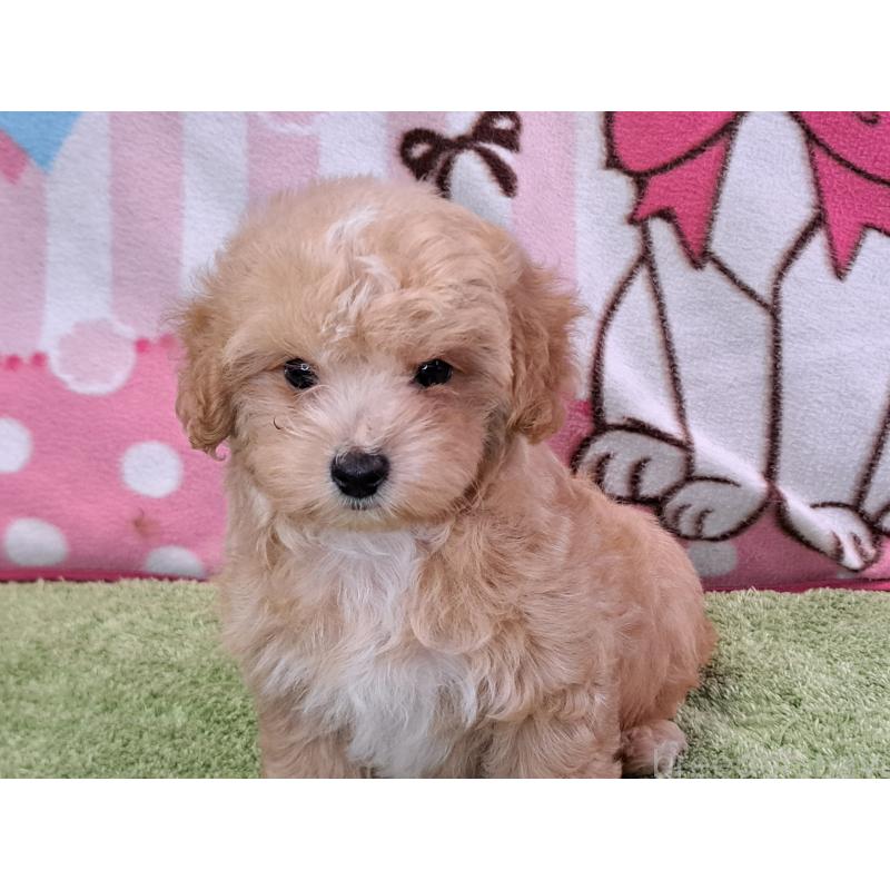 販売中の愛知県のマルプー:マルチーズ×トイプードル-395869の11枚目