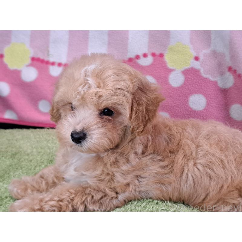 販売中の愛知県のマルプー:マルチーズ×トイプードル-395869の10枚目