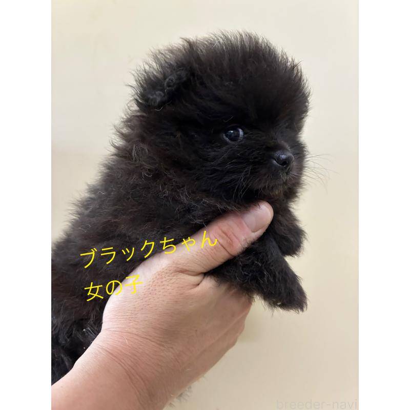販売中の千葉県のポメラニアン-401946の2枚目