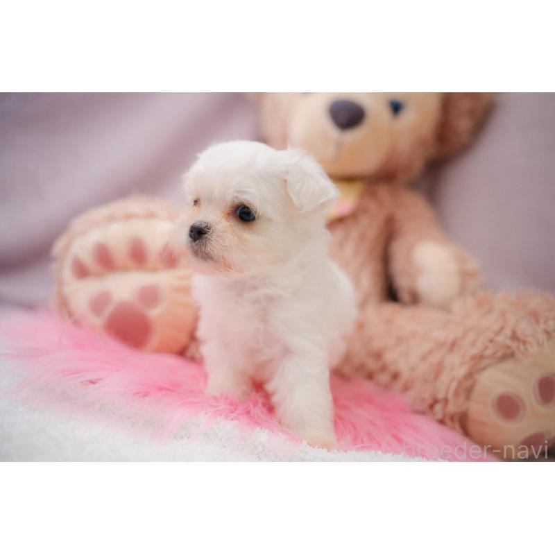 販売中の静岡県のミックス犬-401947の3枚目