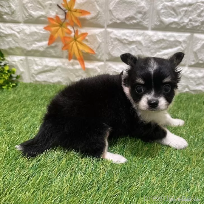 成約済の愛知県のチワワ(ロングコート)-400896の5枚目