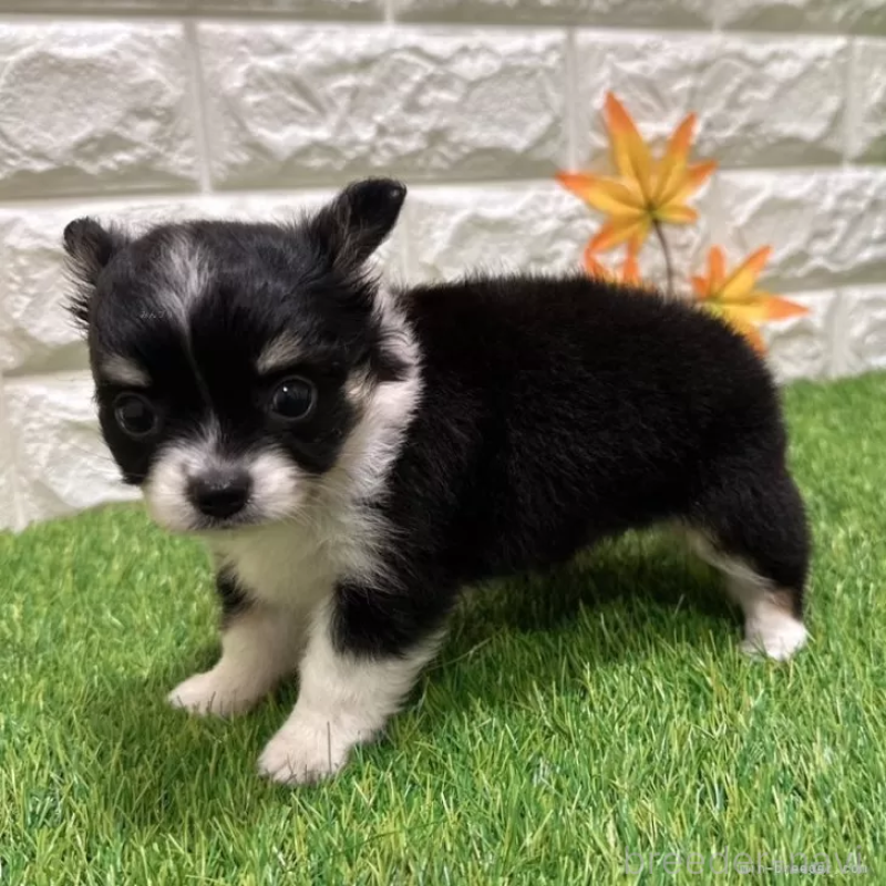 成約済の愛知県のチワワ(ロングコート)-400896の4枚目