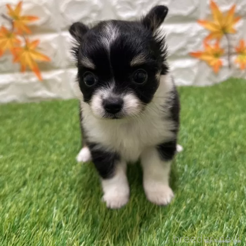 成約済の愛知県のチワワ(ロングコート)-400896の3枚目