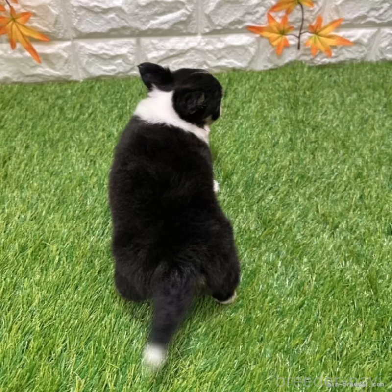 成約済の愛知県のチワワ(ロングコート)-400896の2枚目