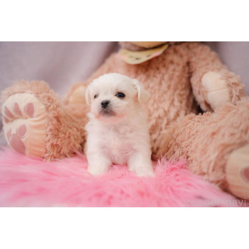 販売中の静岡県のミックス犬-401950の2枚目