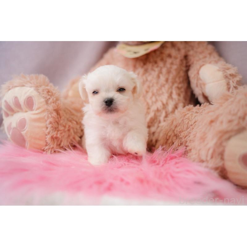 販売中の静岡県のミックス犬-401950の3枚目