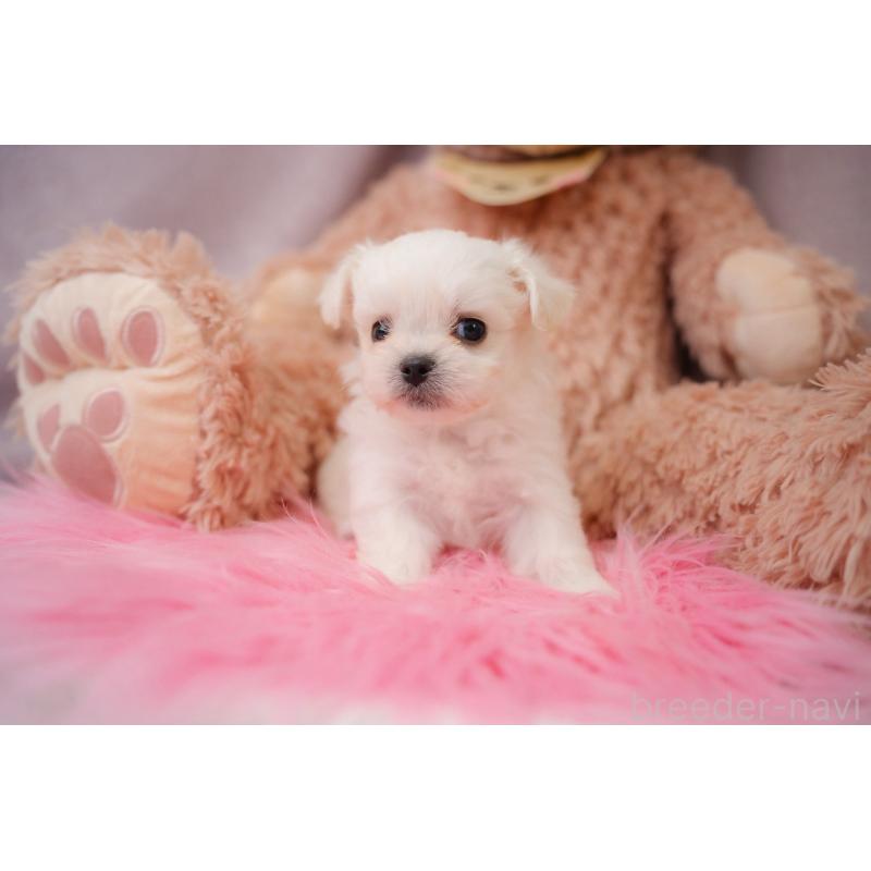販売中の静岡県のミックス犬-401950の1枚目