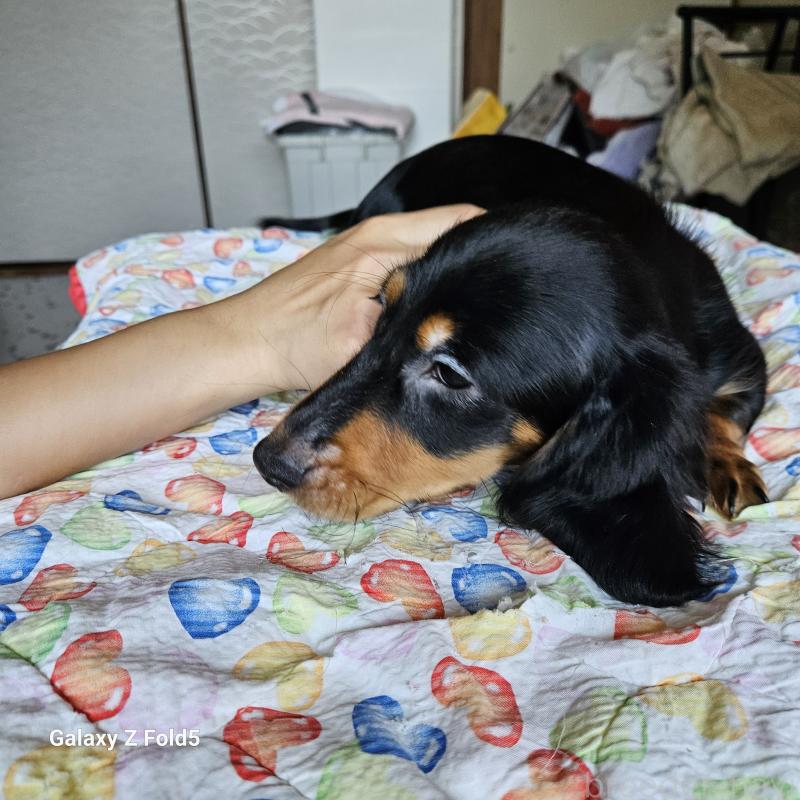 販売中の愛知県のミニチュアダックスフンド(ロングヘアード)-383434の3枚目