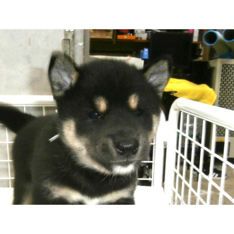 成約済の大阪府の柴犬-391652の3枚目