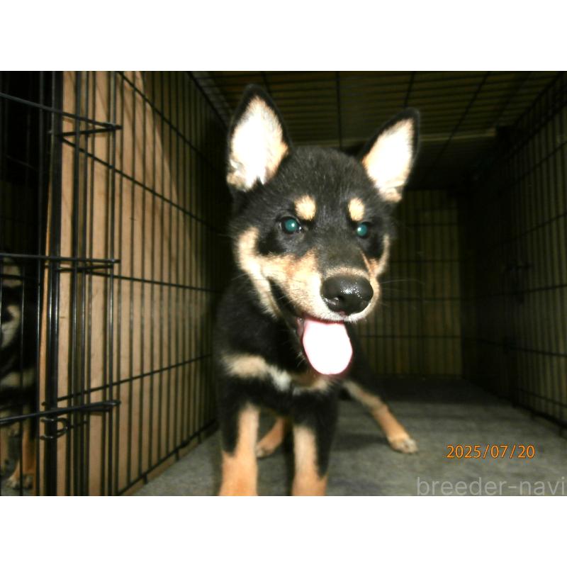 成約済の大阪府の柴犬-391652の2枚目