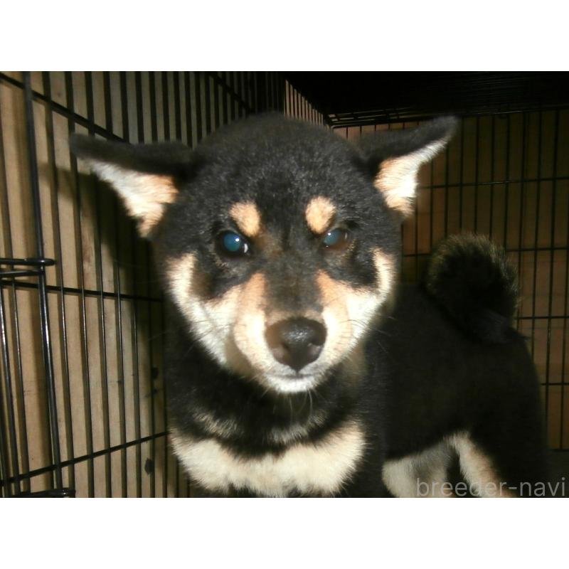 販売中の大阪府の柴犬-389736の3枚目