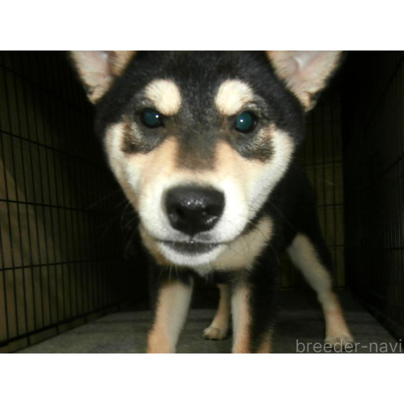 販売中の大阪府の柴犬-389732の2枚目