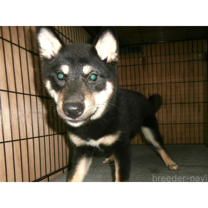 成約済の大阪府の柴犬-389680の2枚目