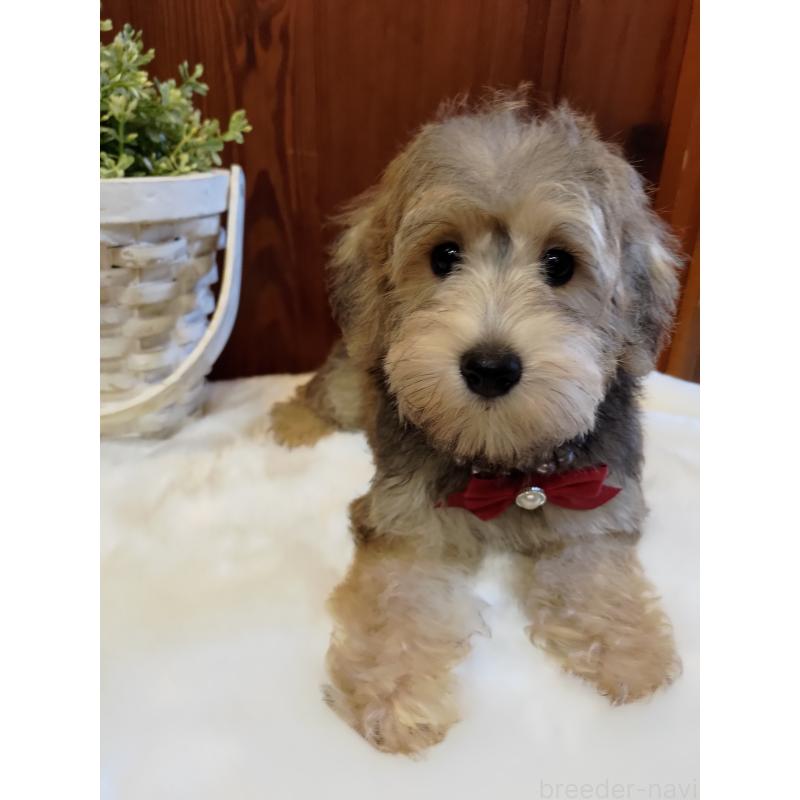 販売中の茨城県のその他の犬種-398082