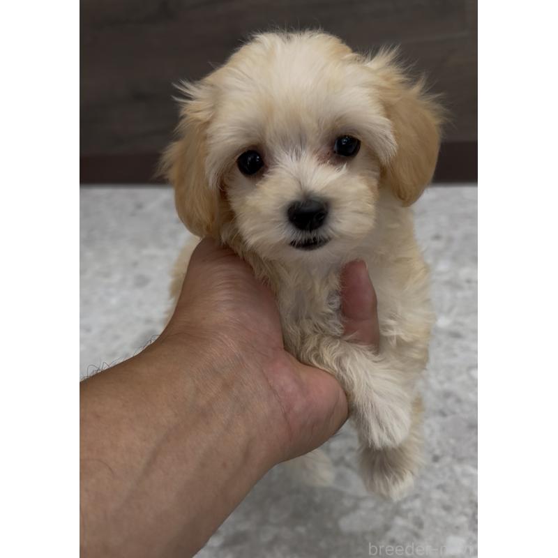 成約済の福岡県のマルプー:マルチーズ×トイプードル-398833の4枚目