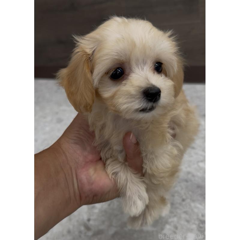 成約済の福岡県のマルプー:マルチーズ×トイプードル-398833の3枚目