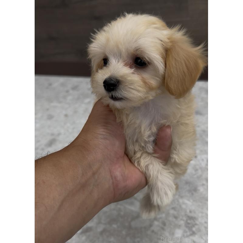 成約済の福岡県のマルプー:マルチーズ×トイプードル-398833の2枚目