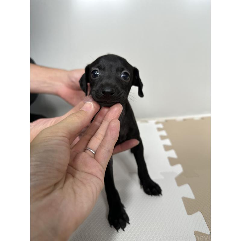 成約済の佐賀県のイタリアングレーハウンド(イタグレ)-395553の4枚目