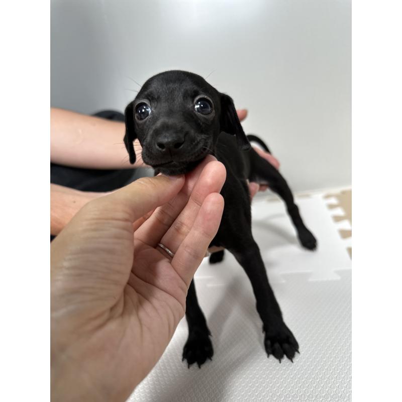 成約済の佐賀県のイタリアングレーハウンド(イタグレ)-395553の3枚目