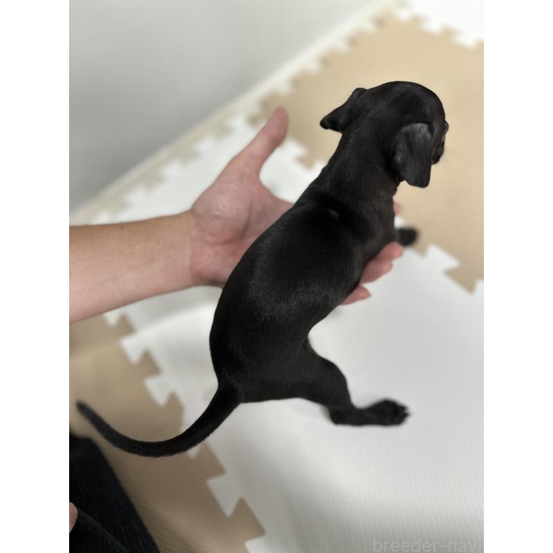 成約済の佐賀県のイタリアングレーハウンド(イタグレ)-395553の2枚目