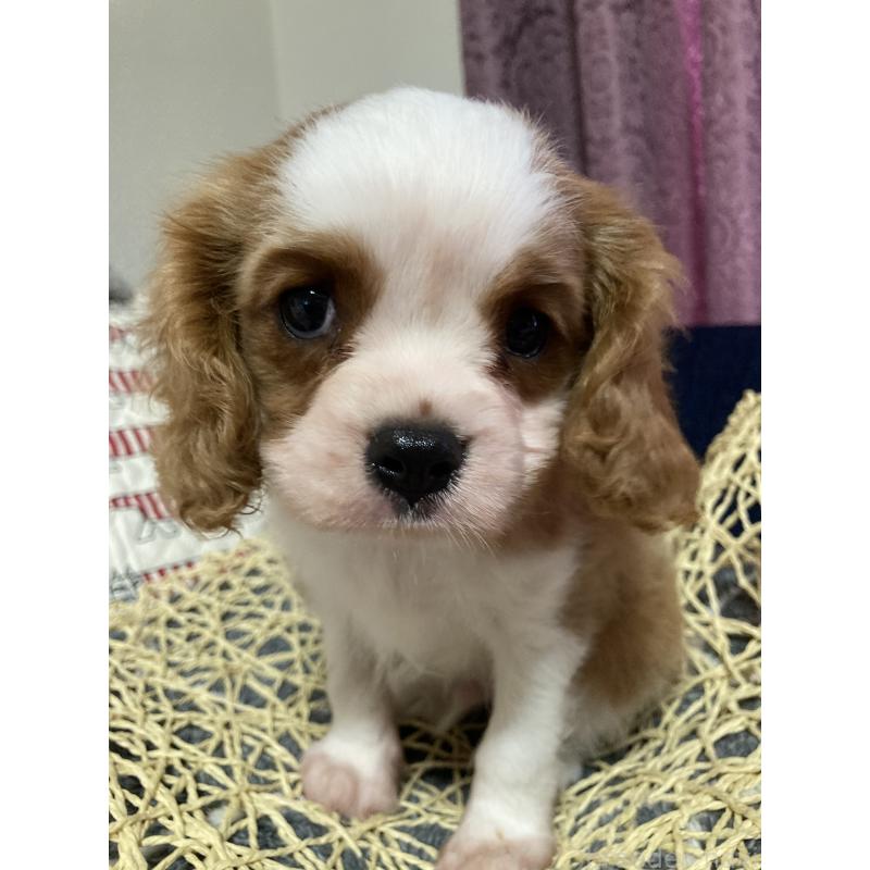 販売中の山形県のキャバリアキングチャールズスパニエル-397600