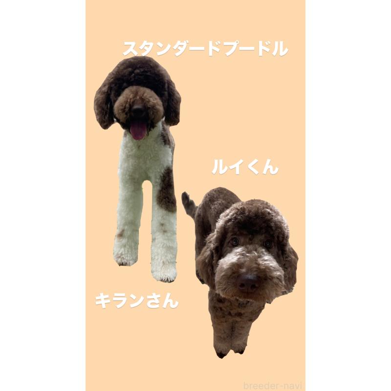 販売中の茨城県のスタンダードプードル-401796の2枚目